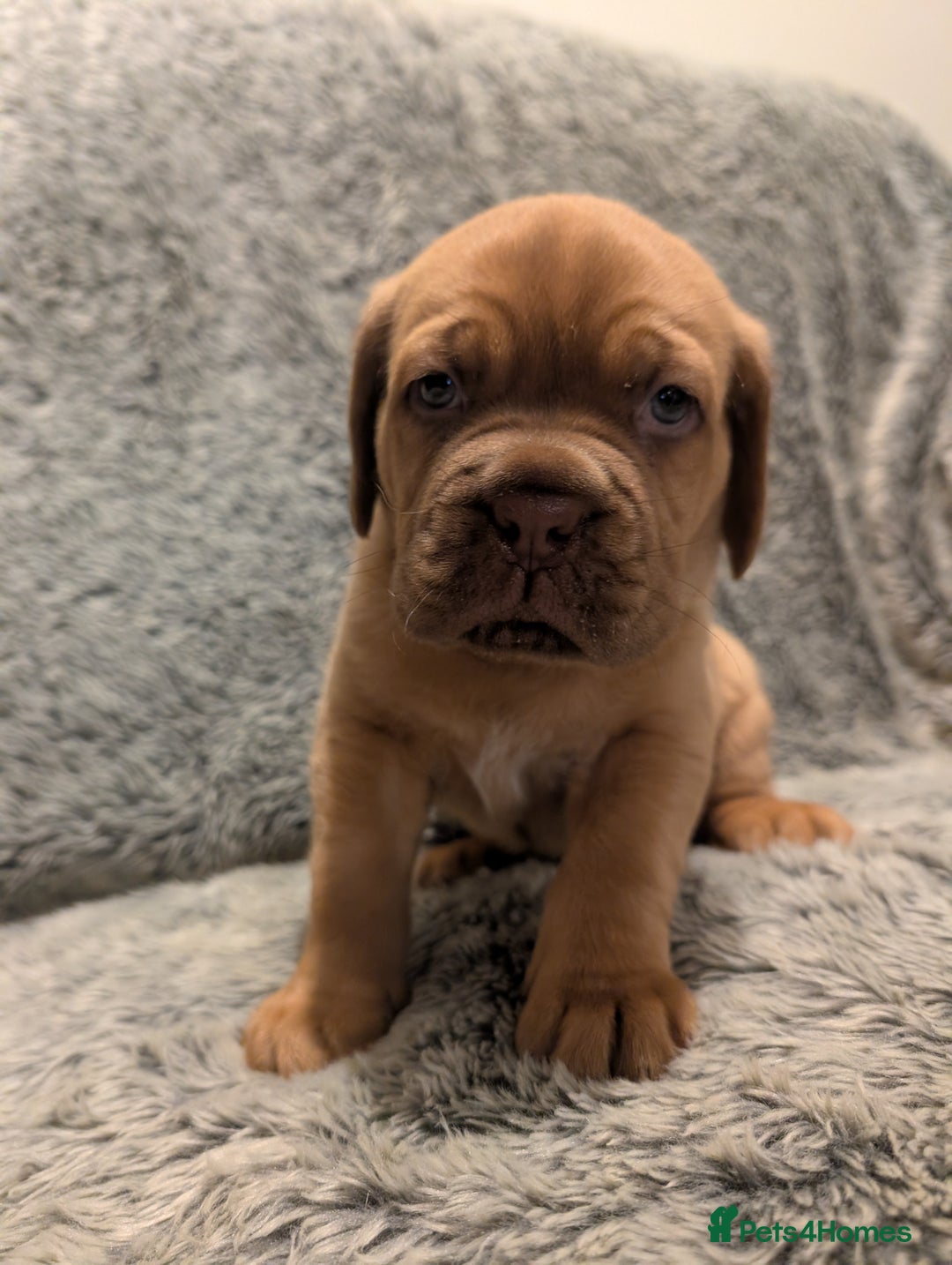 Dogue De Bordeaux dogs for sale: Puppy for sale  - Advert 5
