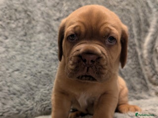 Dogue De Bordeaux dogs Puppy for sale - Advert 3