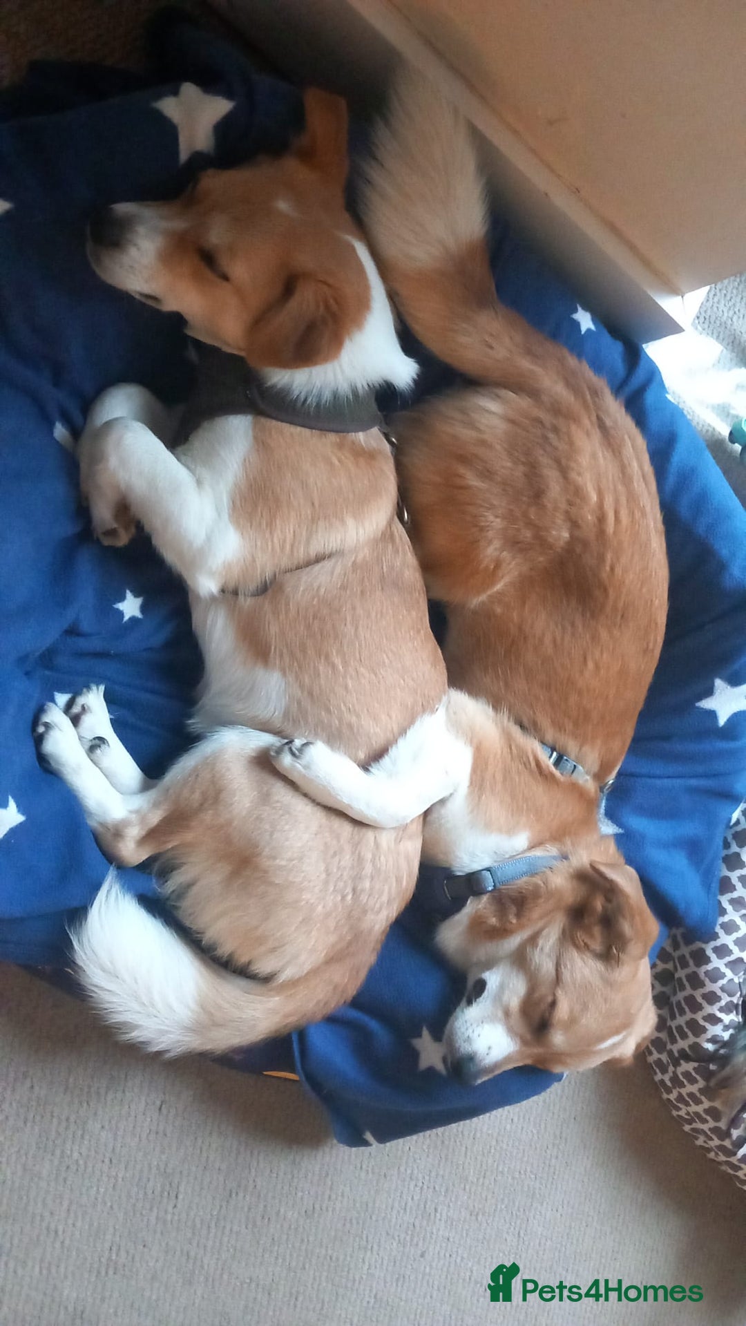 Mixed Breed dogs for adoption: ❤️MEYA&KALLIE❤️-2 SMALL SISTERS SEEK A KIND HOME - Advert 21