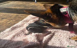 German Shepherd dogs for sale: 7 beautiful German Shepherd puppies  - Image 8