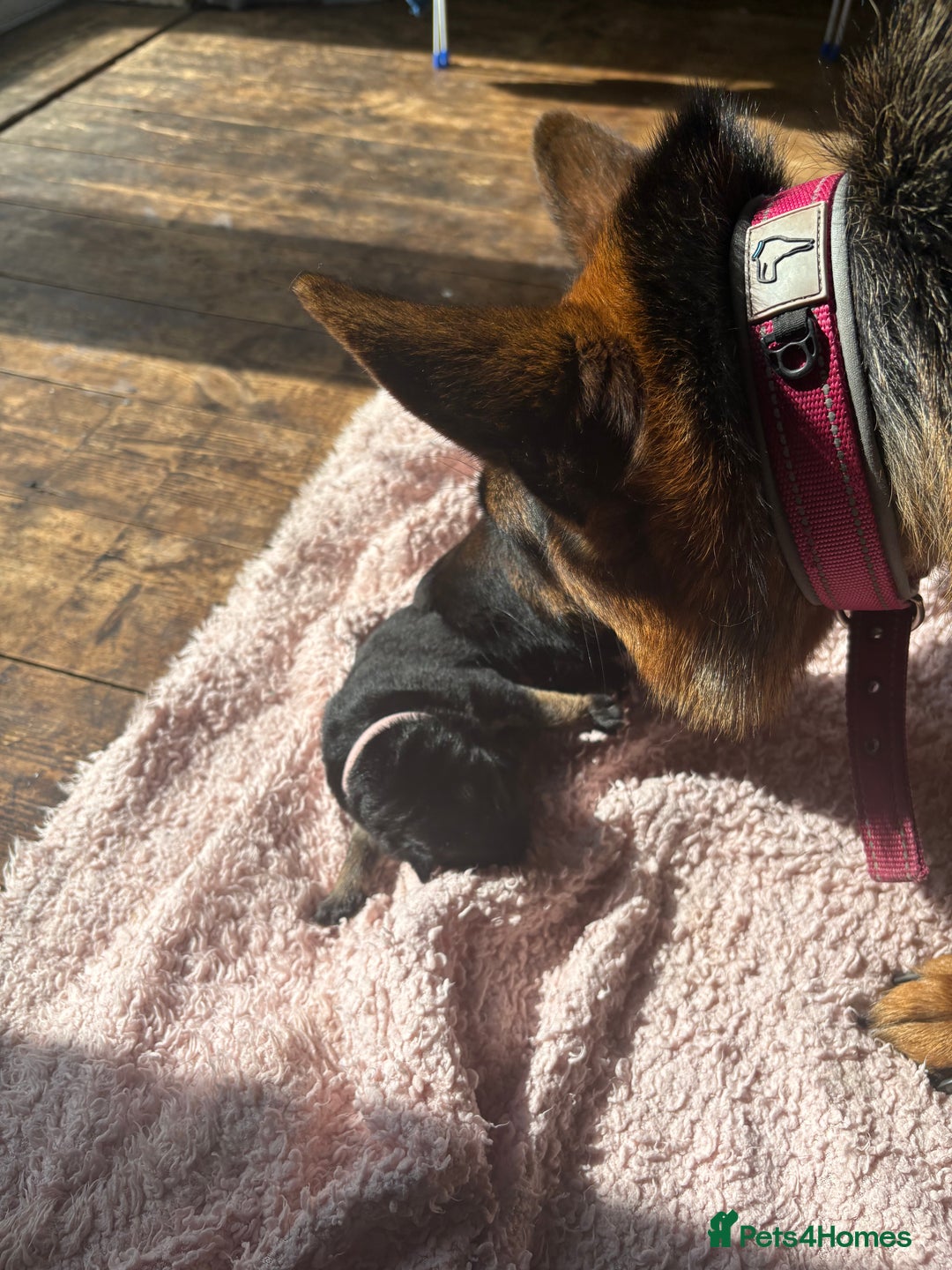 German Shepherd dogs for sale: 7 beautiful German Shepherd puppies  - Image 8
