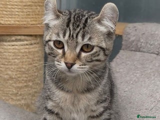 American Curl cats American curl female In need new home - Advert 6