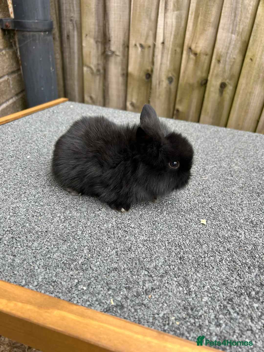 Mini Lion Lop rabbits for sale: 1x girl Mini lion lops bunnies  - Advert 2