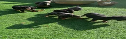 Dachshund dogs for sale: 4 beautiful boys  - Advert 4