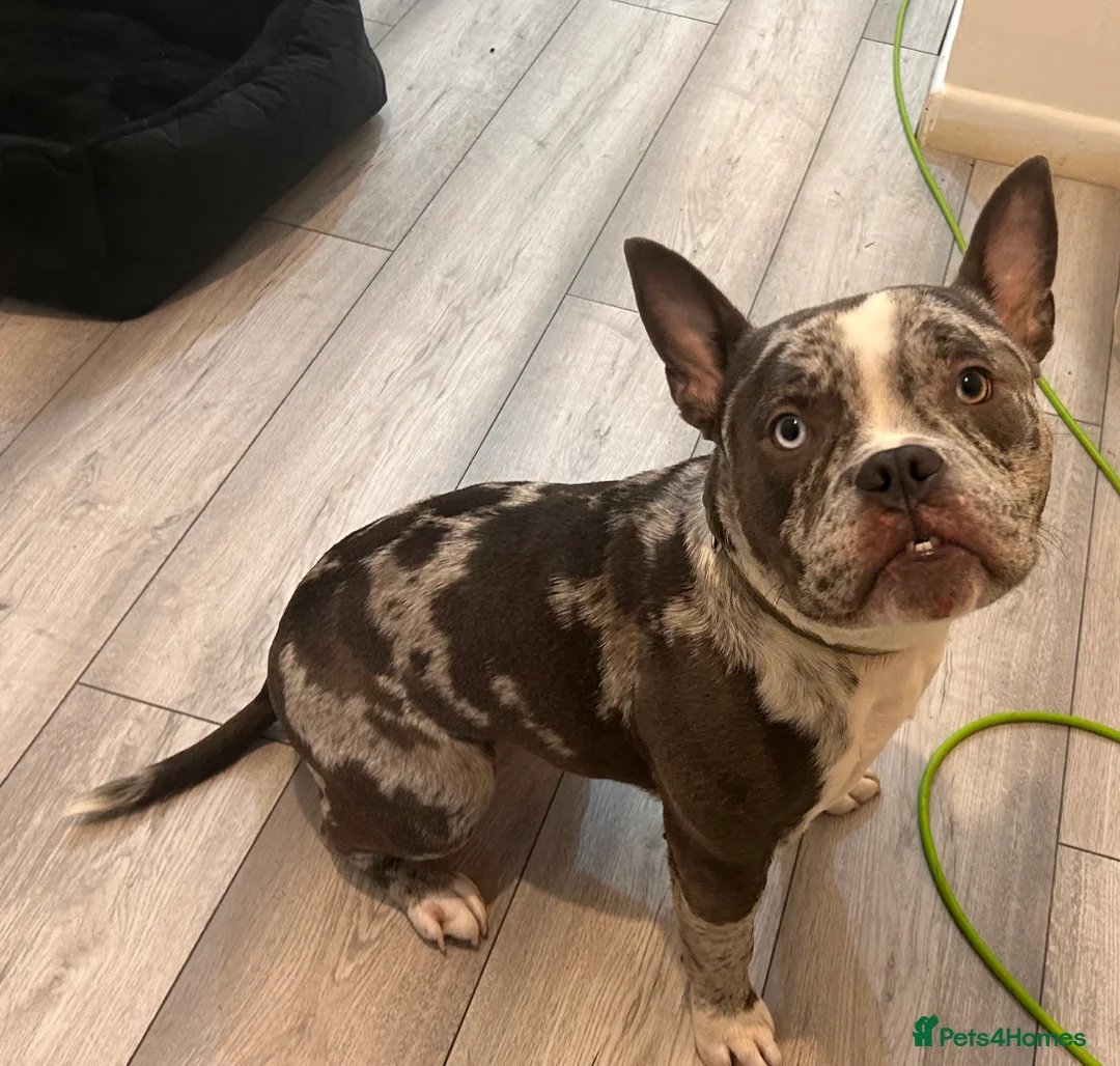 American Bully dogs for sale: 9 month old female pocket bully  in Colchester - Advert 5