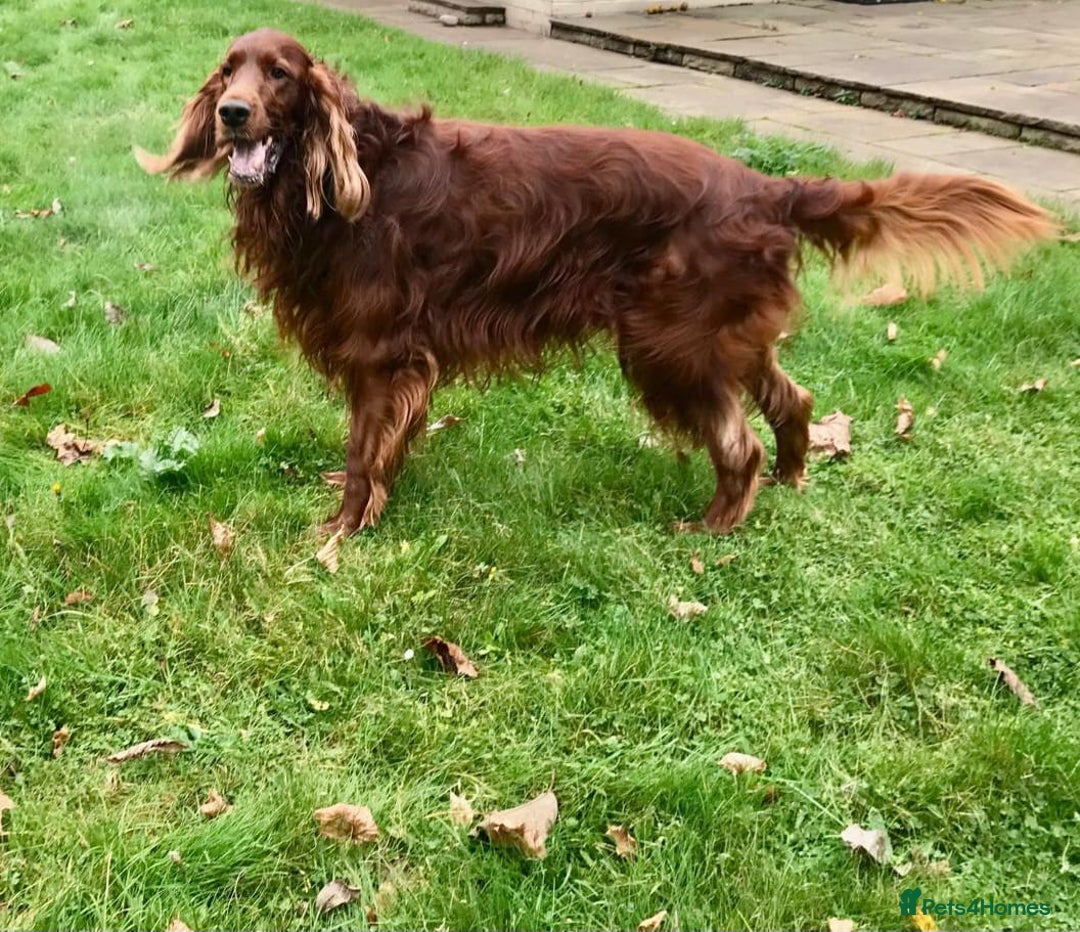Irish Setter dogs for stud: Braebrook Spring Lightning - Image 2