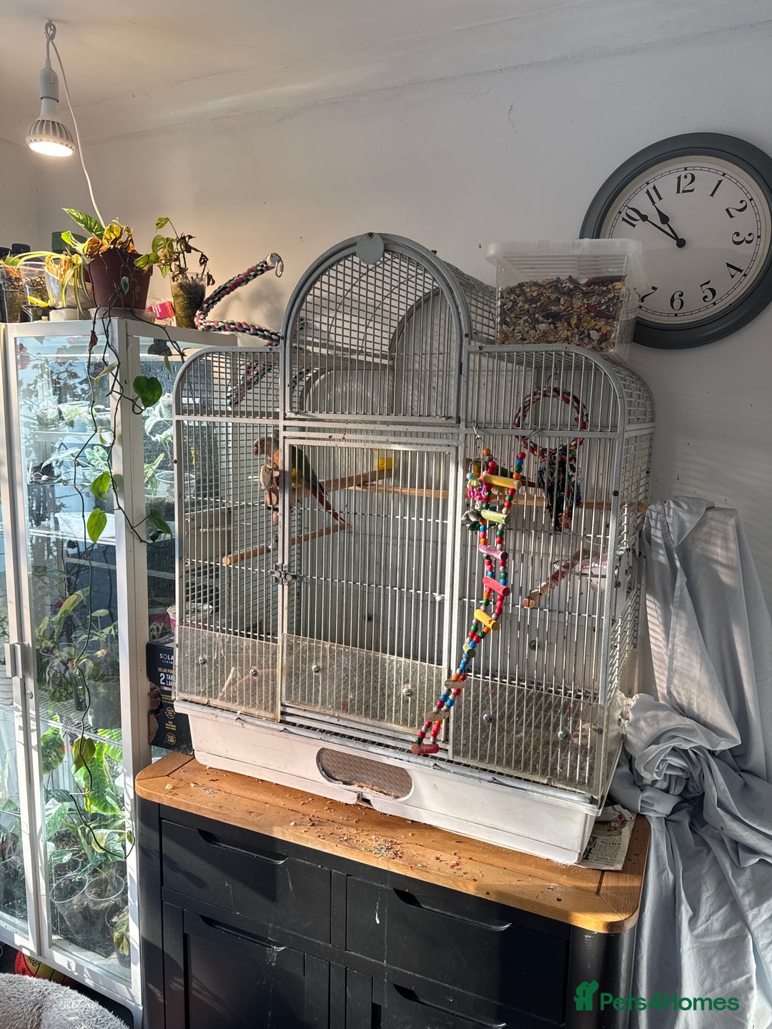 Conures birds for sale: Pair pineapple count - Advert 5