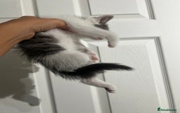 Mixed Breed cats for sale: ready to go  - Image 5