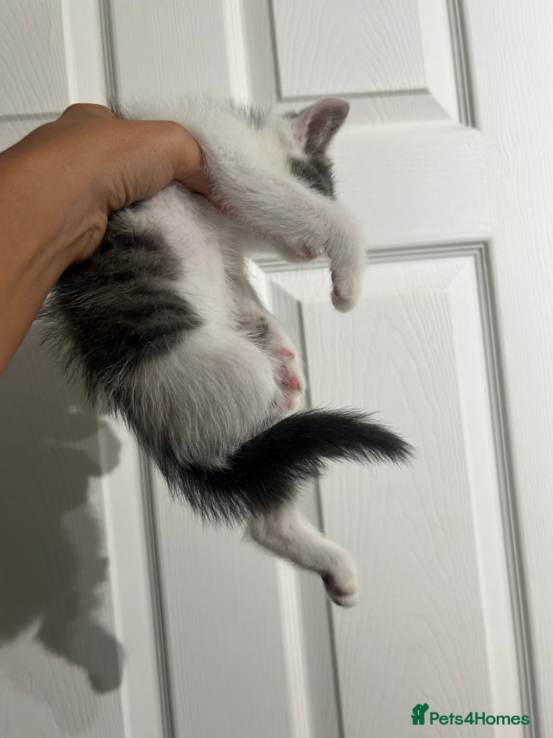 Mixed Breed cats for sale: ready to go  - Image 5