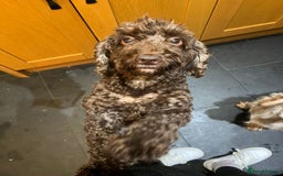 Cockapoo dogs for sale: Miniature heath tested cockapoos - Image 24