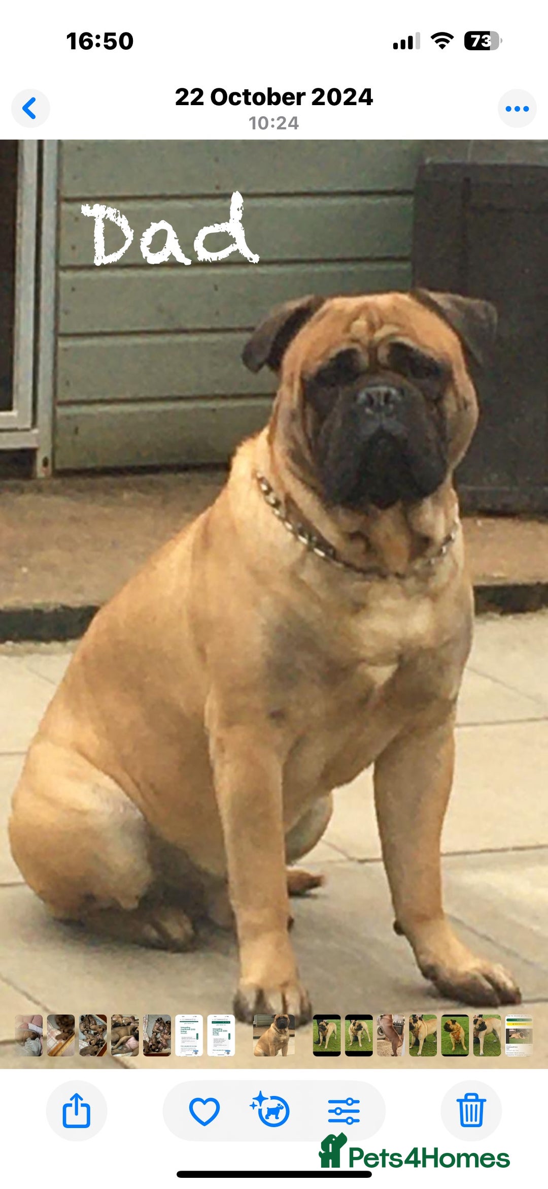 Bullmastiff dogs for sale: Beautiful litter of KC Reg bullmastiff puppies - Advert 10