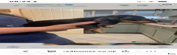 Dachshund dogs for sale: Beautiful Black and Tan dachshunds puppies  - Advert 6