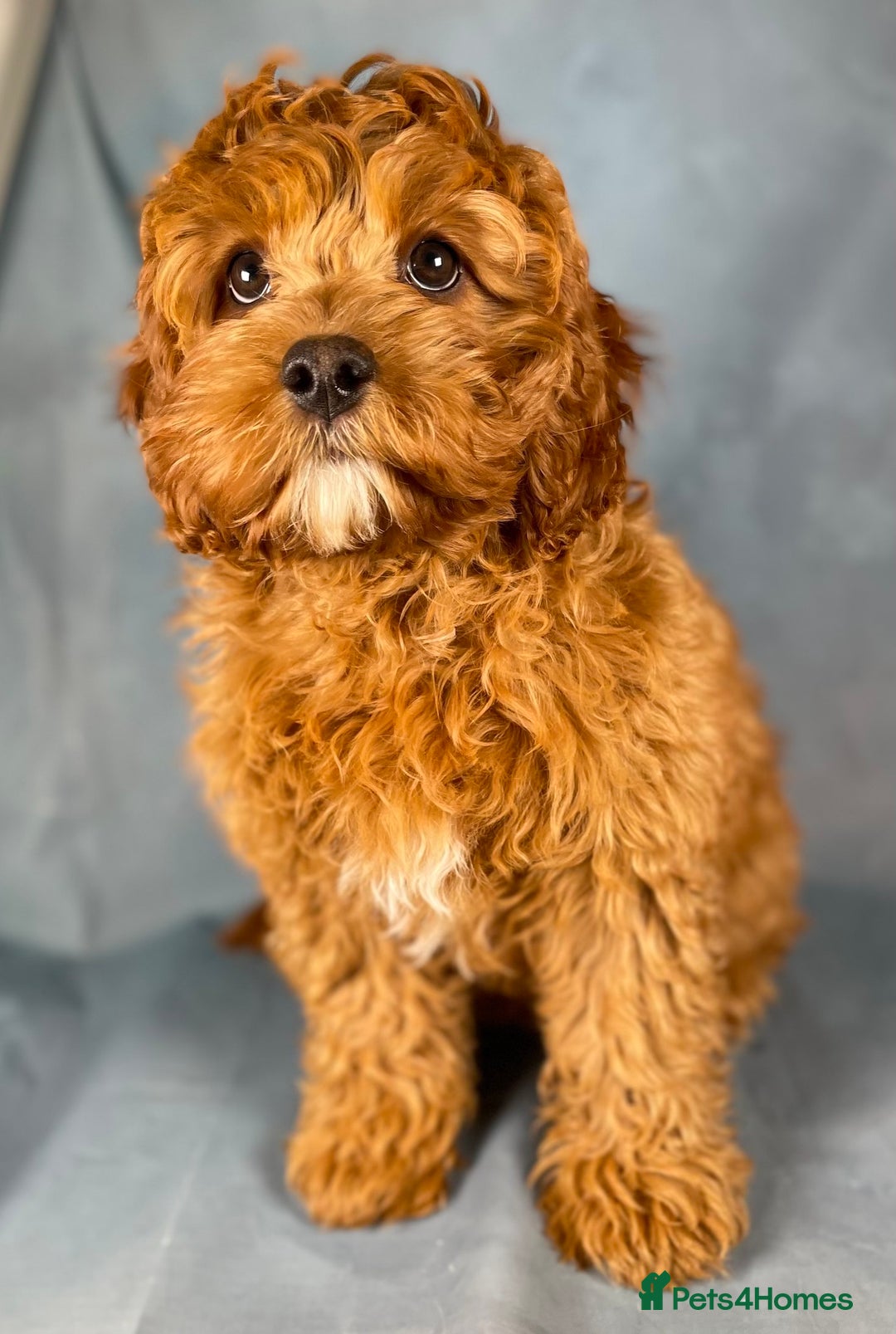 Cavapoo dogs for sale: F1B Cavapoo health tested boutique breeder - Image 14