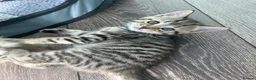Mixed Breed cats for sale: Mixed tabby beautiful kittens  - Advert 10
