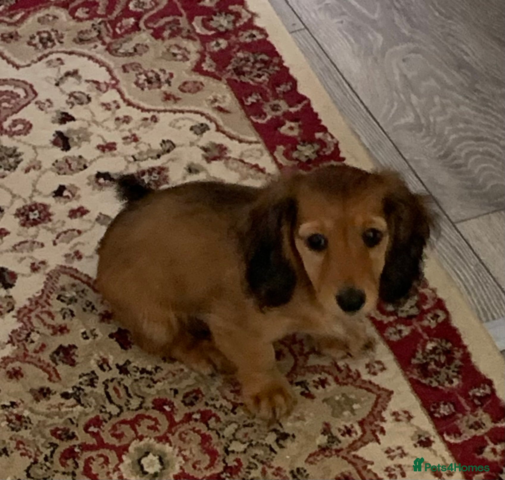 Dachshund dogs for sale: Last 2 Miniature longhaired dachshund Puppies - Advert 14