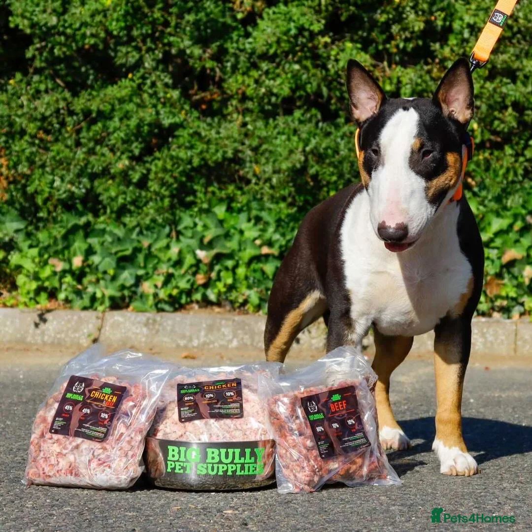English Bull Terrier dogs for stud: FULL HEATH CHECKED QUALITY STUD 🥇 in Newport Pagnell - Advert 7