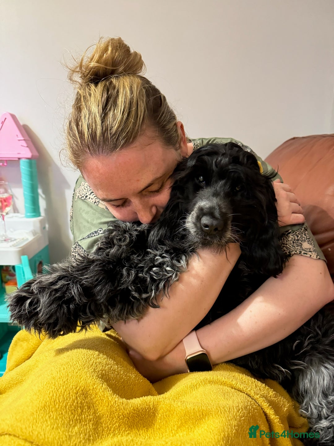 Cocker Spaniel dogs for sale: Poppy The Pedigree, KC REG, Show Cocker Spaniel - Advert 13