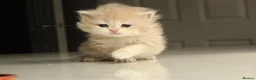 British Shorthair cats for sale: Champion Bloodline Blue Golden/Golden BSH/BLH - Advert 9
