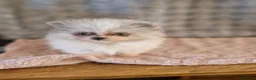 Pomeranian dogs for sale: Super Unique & Rare Pomeranian Girls 🩷🐾✨ - Advert 7