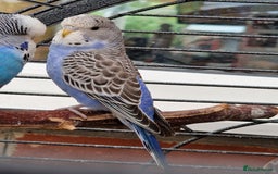 Budgerigars birds for sale: baby budgerigar - Image 8