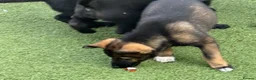 German Shepherd dogs for sale: Mr Andrew Howard  - Advert 3