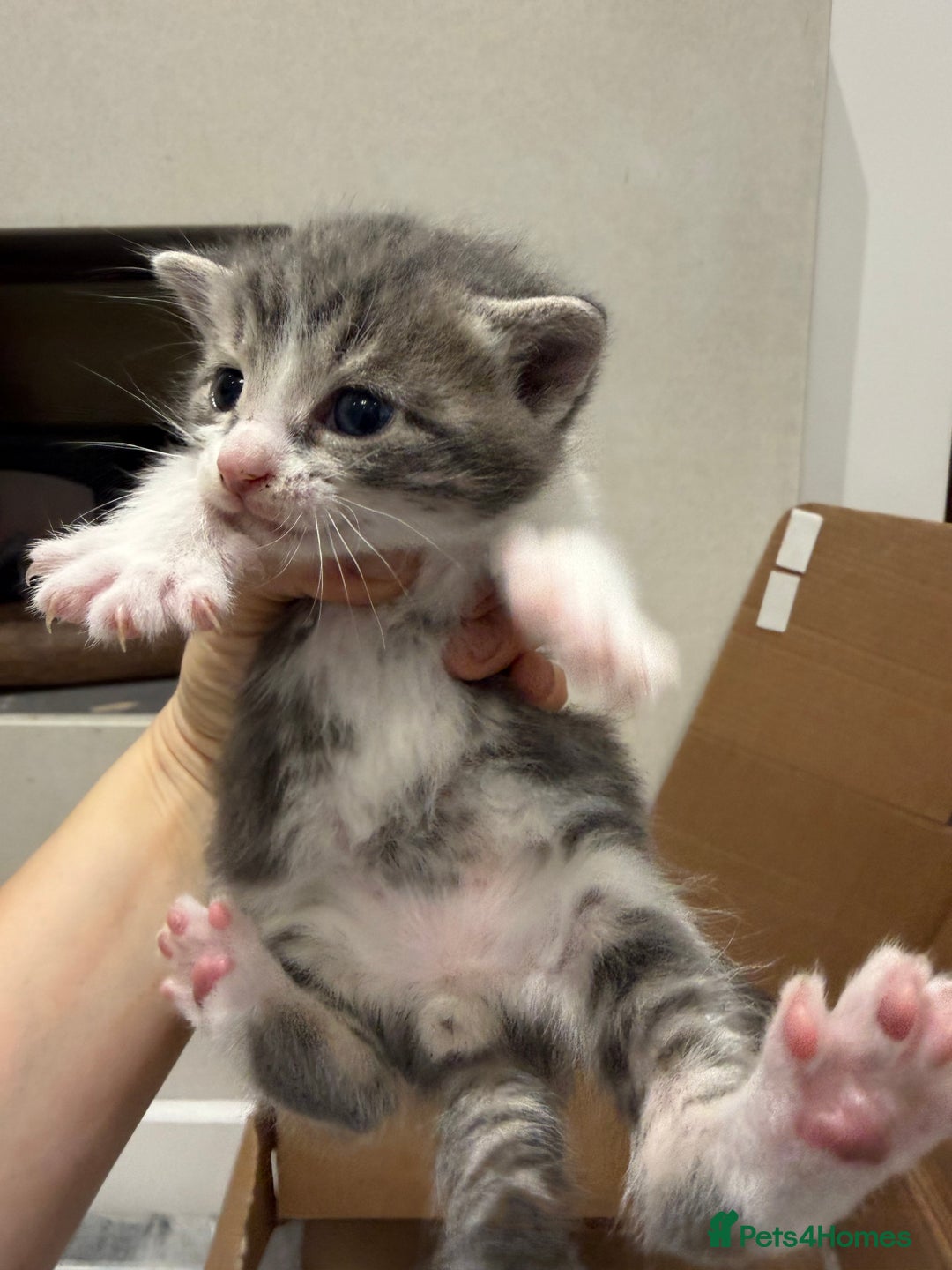 Mixed Breed cats for sale: Affectionate, beautiful cats - Advert 4