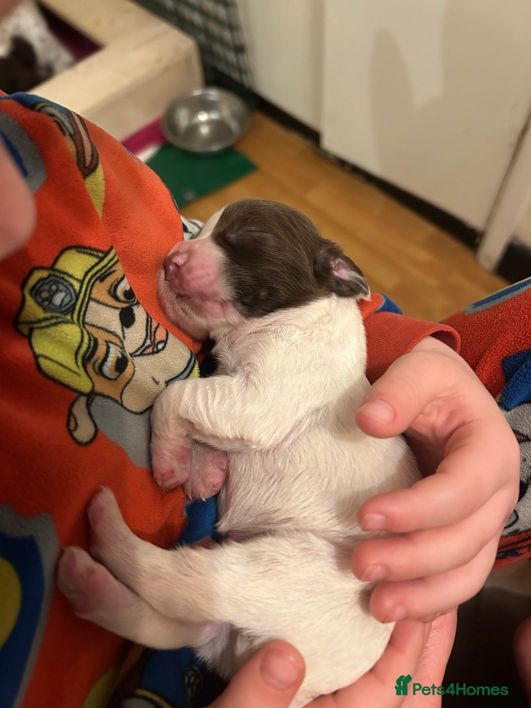 Sprocker dogs for sale: ** F1B SPROCKERS ** - Advert 8