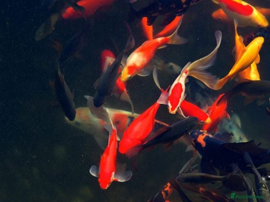 Goldfish fish Goldfish for pond - Advert 3