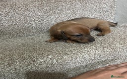 Miniature Dachshund dogs for sale: Miniature dachshund puppies - Image 5