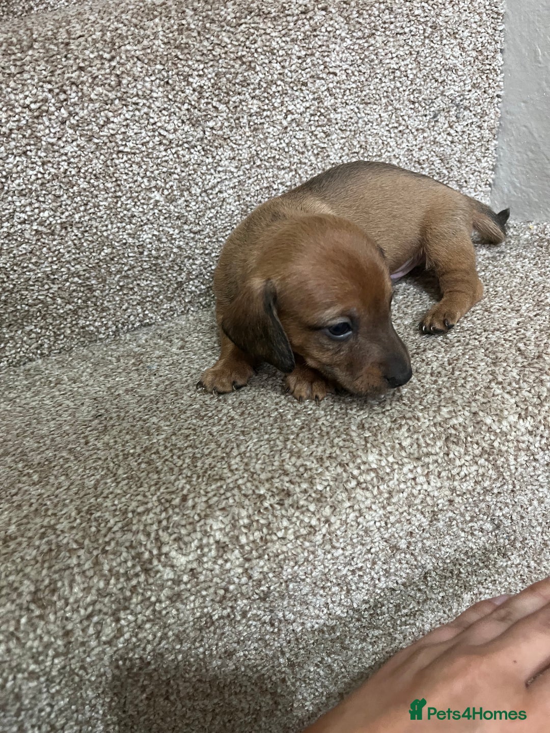 Miniature Dachshund dogs for sale: Miniature dachshund puppies - Image 5