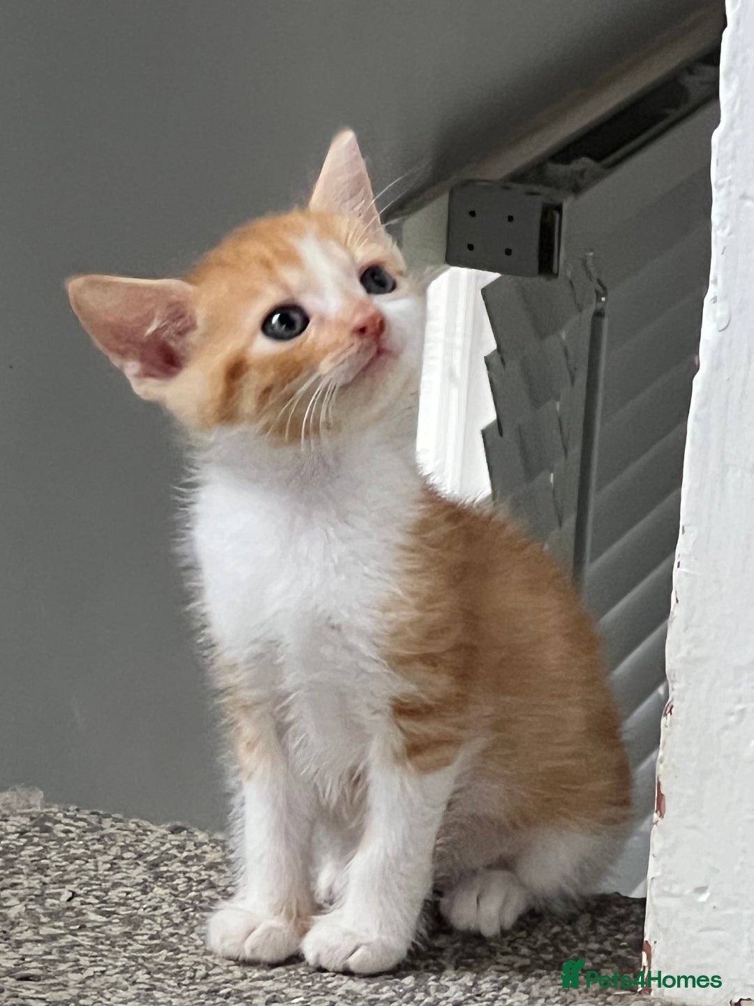 Mixed Breed cats for sale: 2 beautiful ginger male cats - Image 9