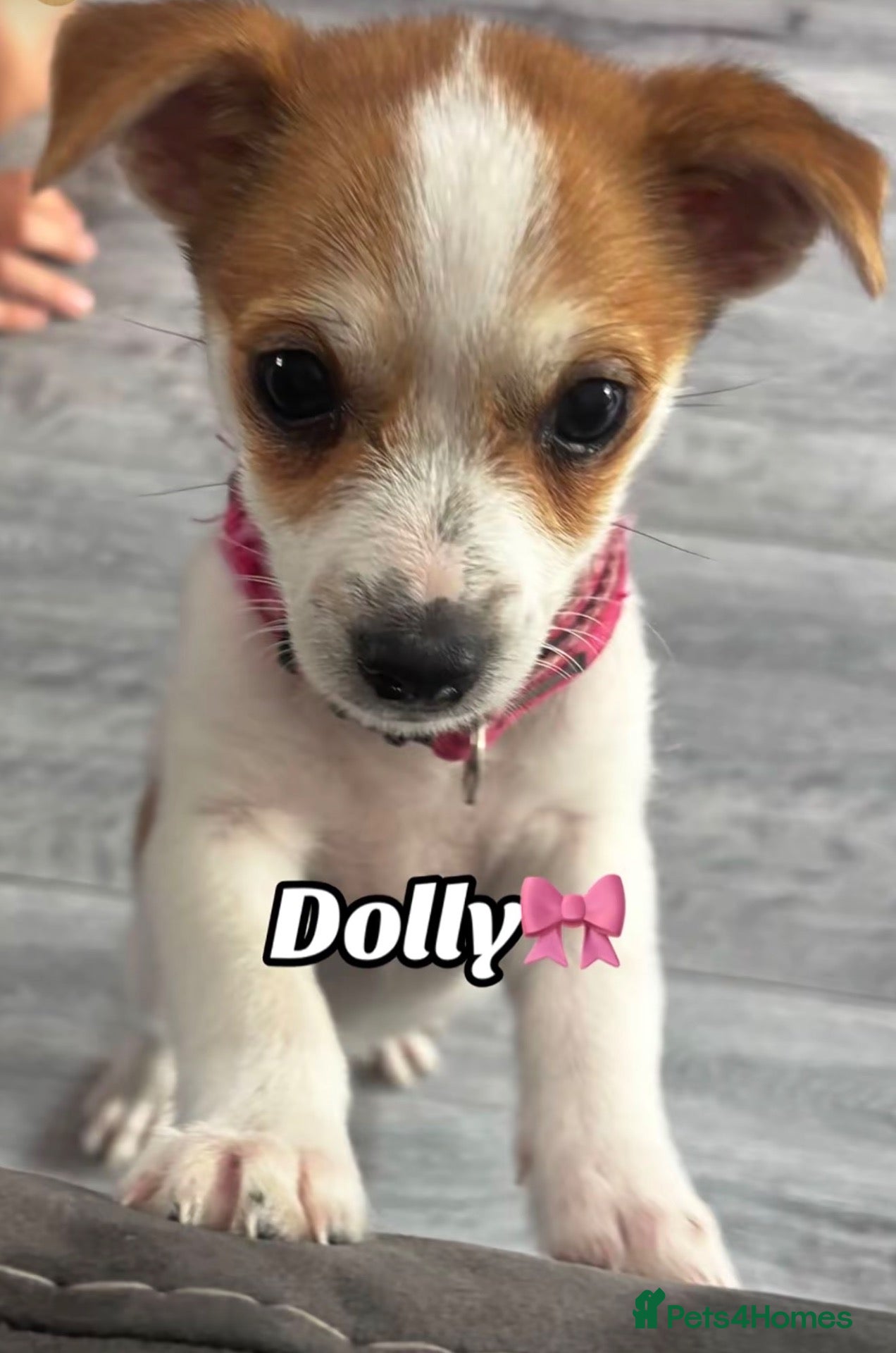 Mixed Breed dogs URGENT!!! Jack Russel x Pomeranian puppy - Advert 1