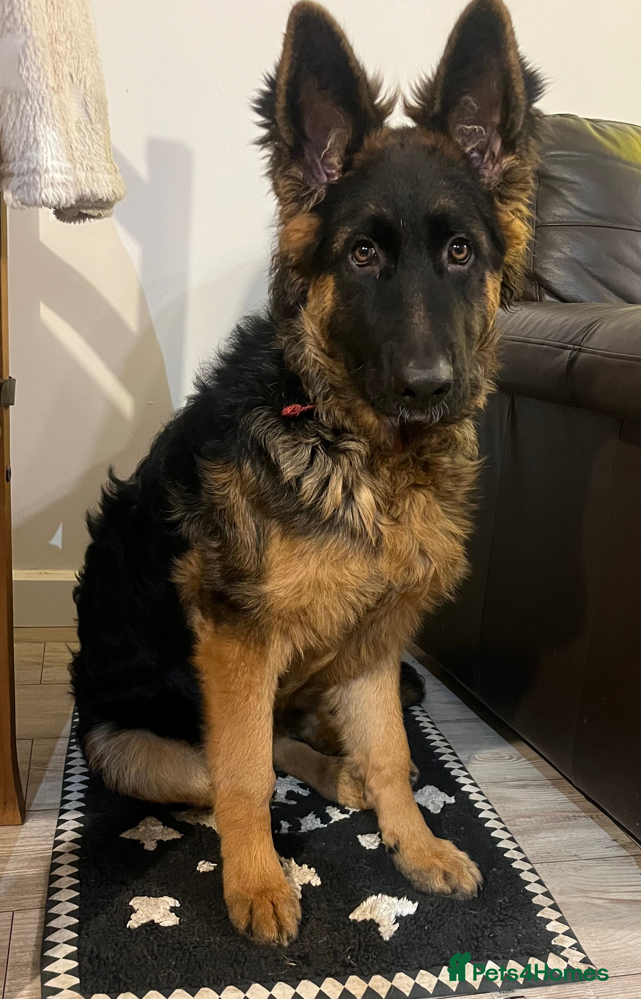 German Shepherd dogs Top Quality GSD puppies available  - Advert 5