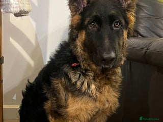 German Shepherd dogs Top Quality GSD puppies available - Advert 5