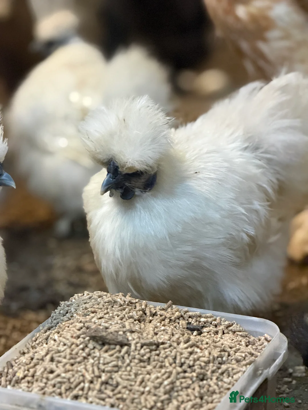 Chickens poultry for sale: Silkie hatching eggs for sale - Advert 2