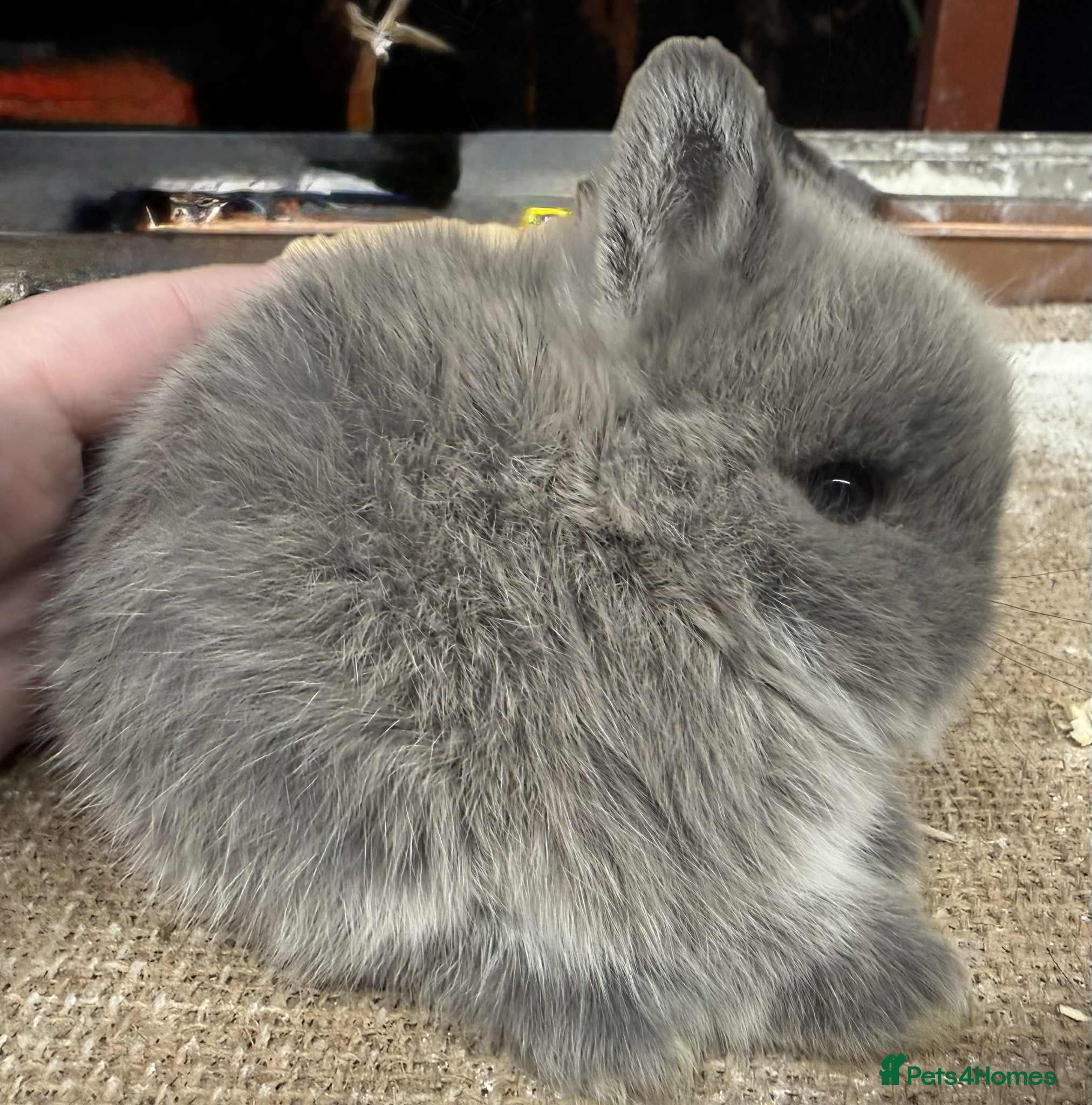 Netherland Dwarf rabbits Netherland dwarf kits and adults available  - Advert 2