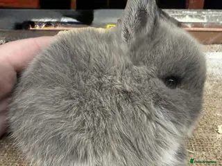 Netherland Dwarf rabbits Netherland dwarf kits and adults available - Advert 9