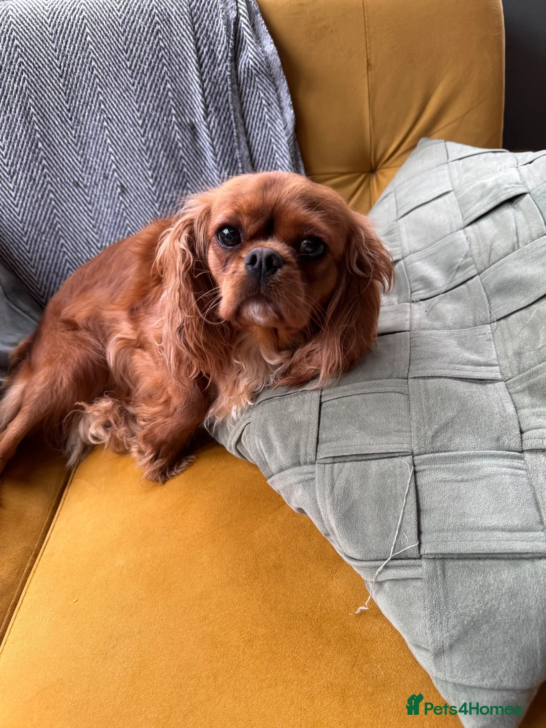 Cavalier King Charles Spaniel dogs for sale: Beautiful girl looking for her new home  - Advert 2