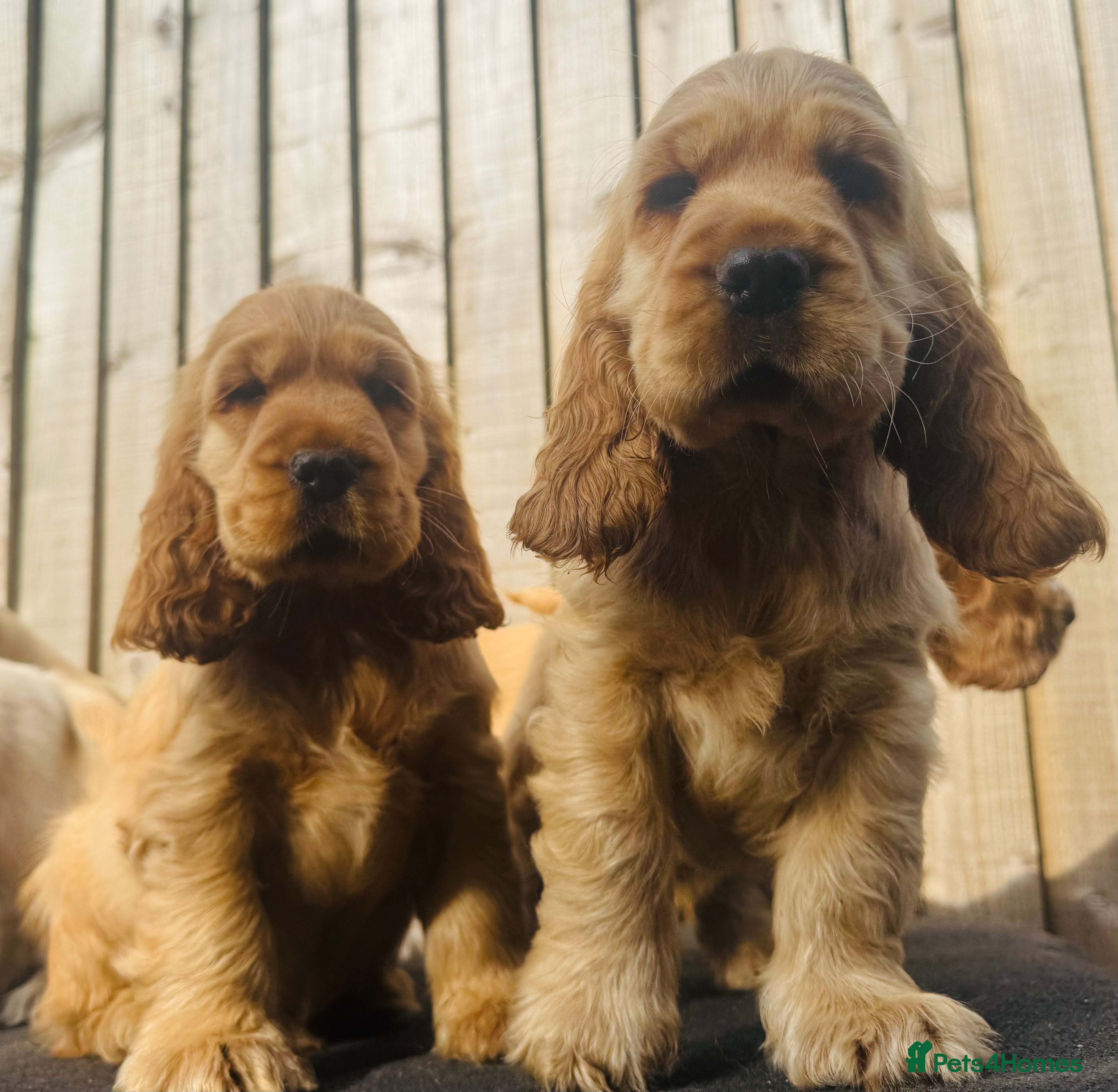 Cocker Spaniel dogs Gorgeous KC Show Cocker Babies  - Advert 2