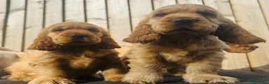Cocker Spaniel Puppy 1