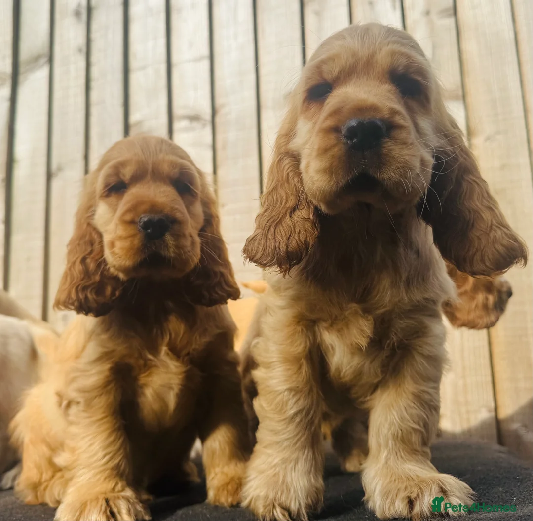Cocker Spaniel dogs for sale: Gorgeous KC Show Cocker Babies  - Advert 2