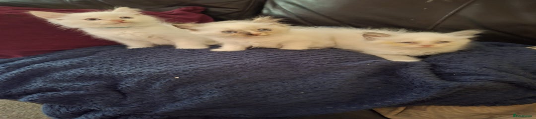 Ragdoll Kitten 5