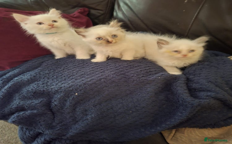 Ragdoll cats - Advert 3