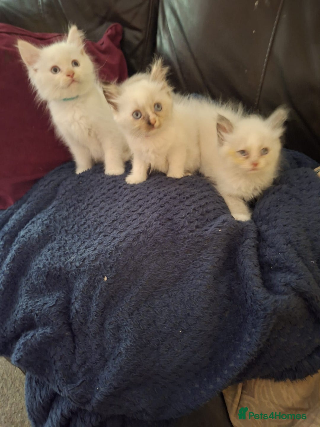 Ragdoll cats for sale: Beautiful Ragdoll x British long hair kittens  - Image 1