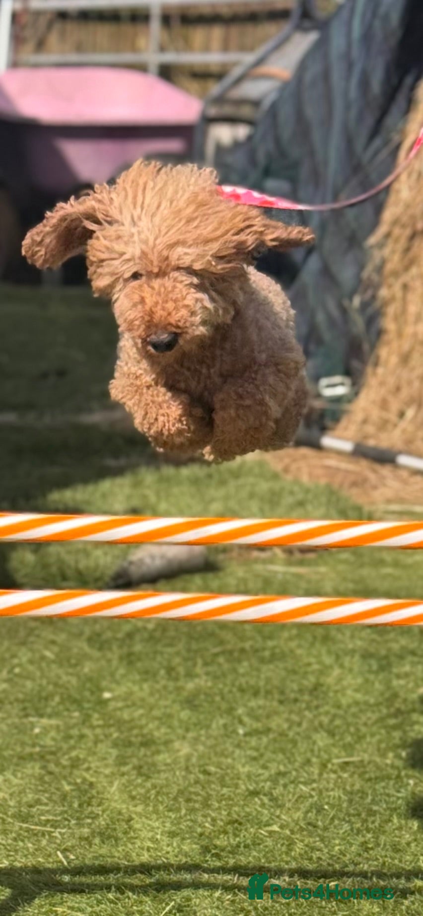 Miniature Poodle dogs Teddy boy kc registered poodle  - Advert 7