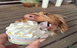 Cocker Spaniel dogs for sale: Amazing 1 year old cocker spaniel boy  - Image 12