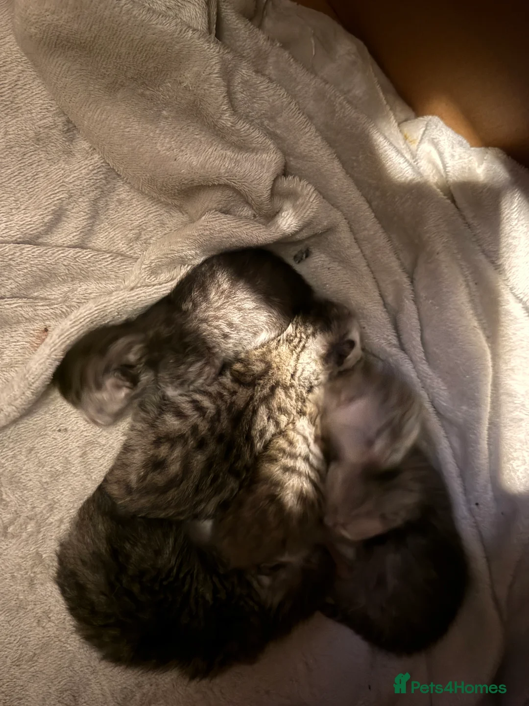 Persian cats for sale: Persian silver tabby - Advert 4