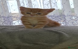 Mixed Breed cats for sale: Kittens looking for a forever home 🏡  - Image 2