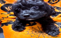 Cockapoo dogs for sale: 3 fluffy miniature cockpoo puppy’s  - Image 5