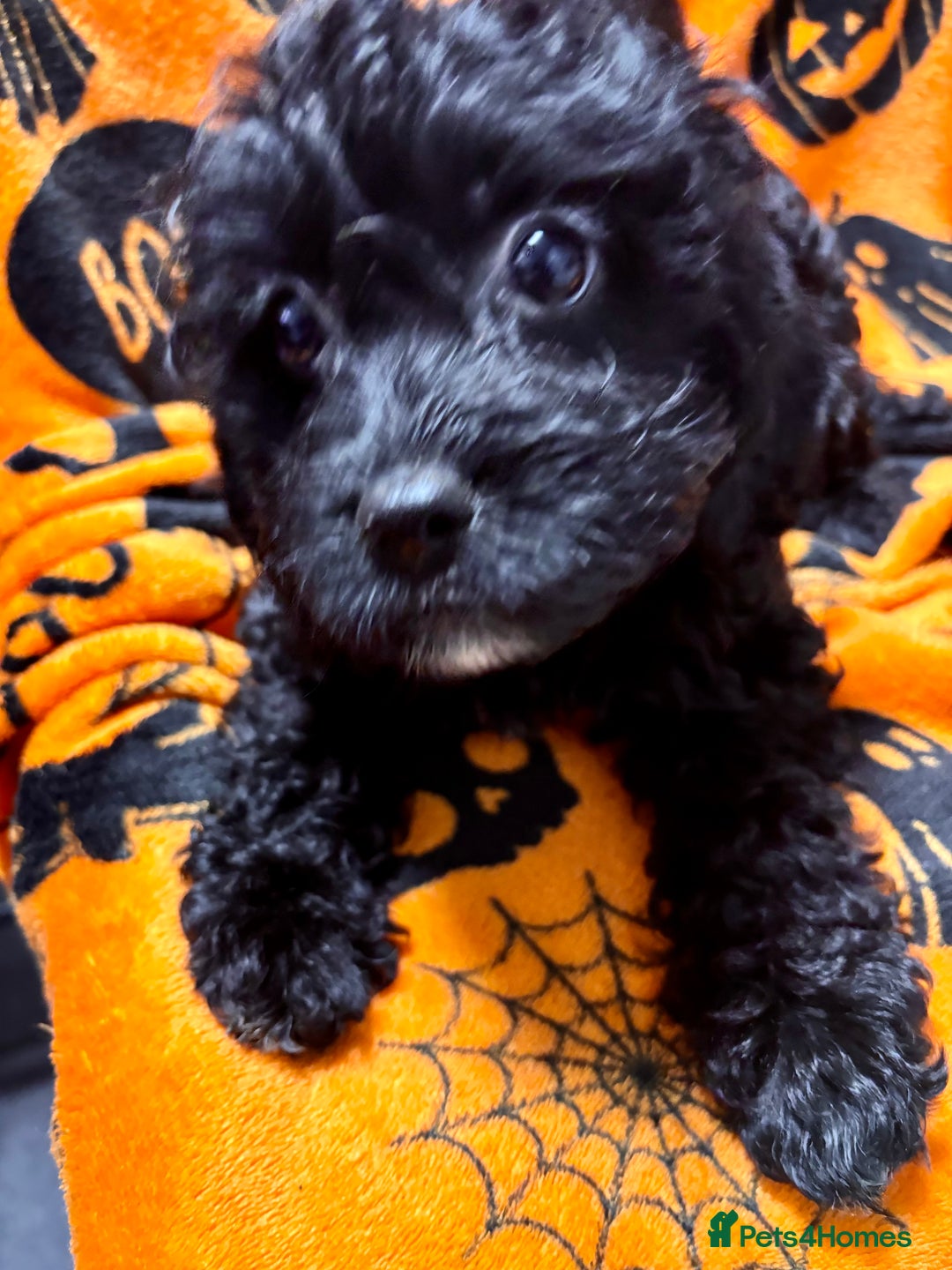 Cockapoo dogs for sale: 3 fluffy miniature cockpoo puppy’s  - Image 5